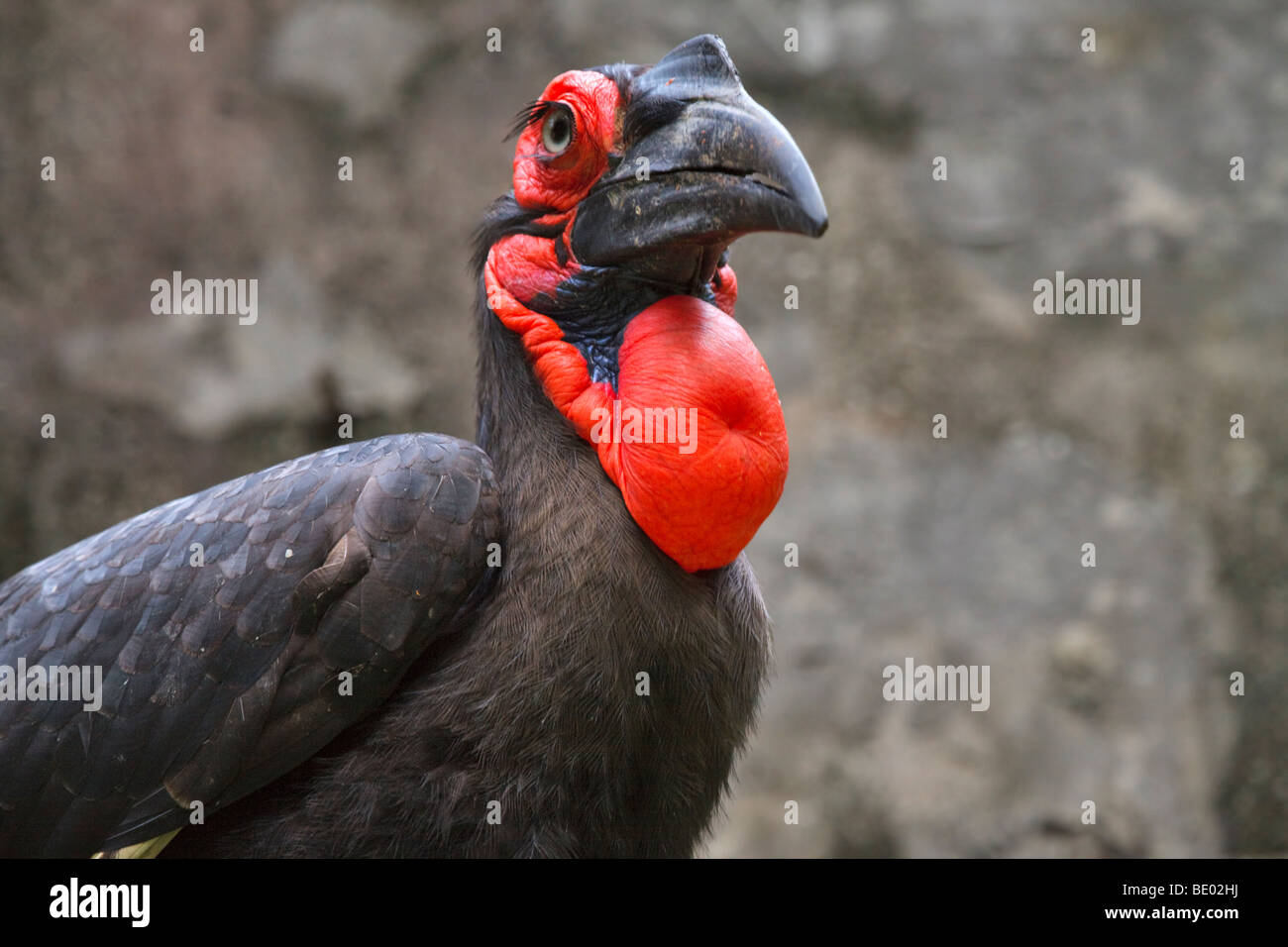 Südliche Hornrabe (Bucorvus Leadbeateri oder Cafer), weibliche. Stockfoto