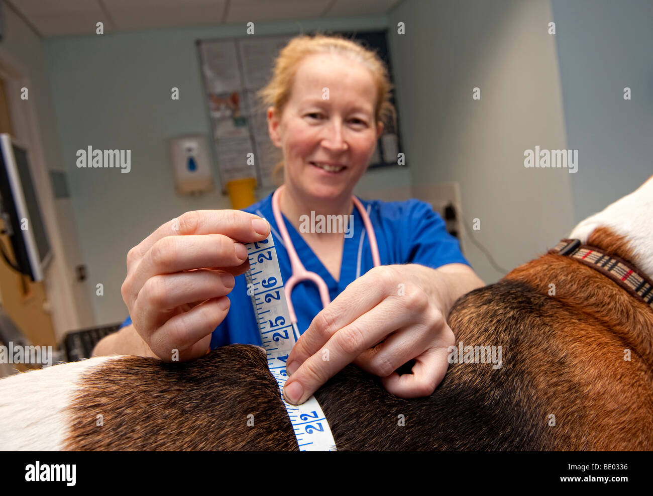 Tierarzthelferin in einem PDSA Tier-Krankenhaus mit einem übergewichtigen Beagle Hund Stockfoto