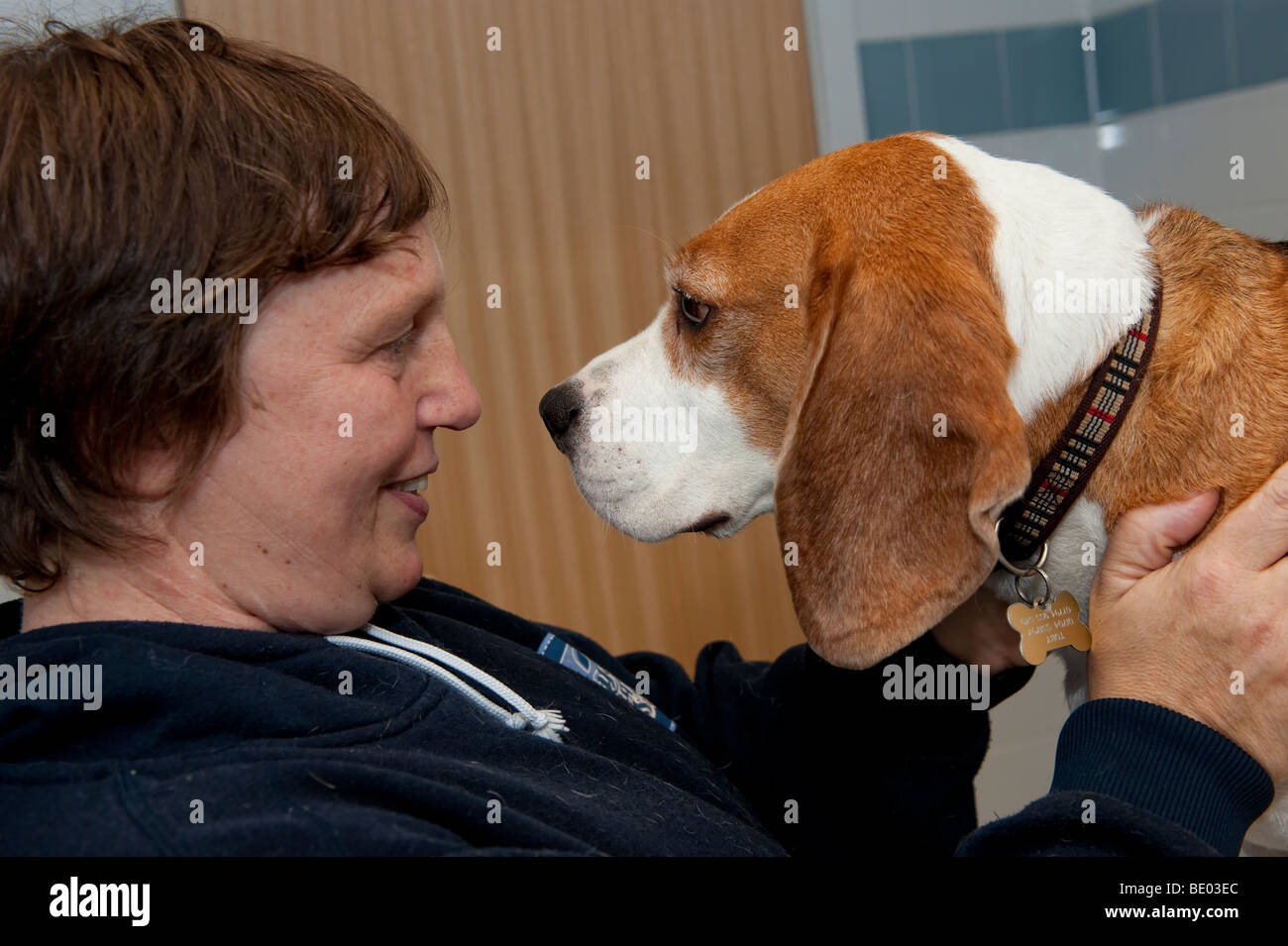 Besitzerin mit ihrem Beagle Hund Stockfoto