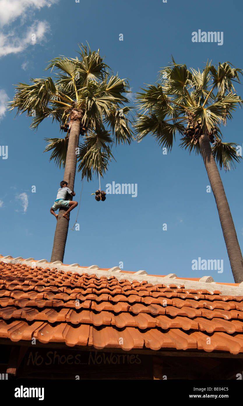 Palmyra Baum Sri Lanka Klettern Asien, Süd-Ost Obst schneiden, keine Schuhe melden keine Sorgen. Stockfoto