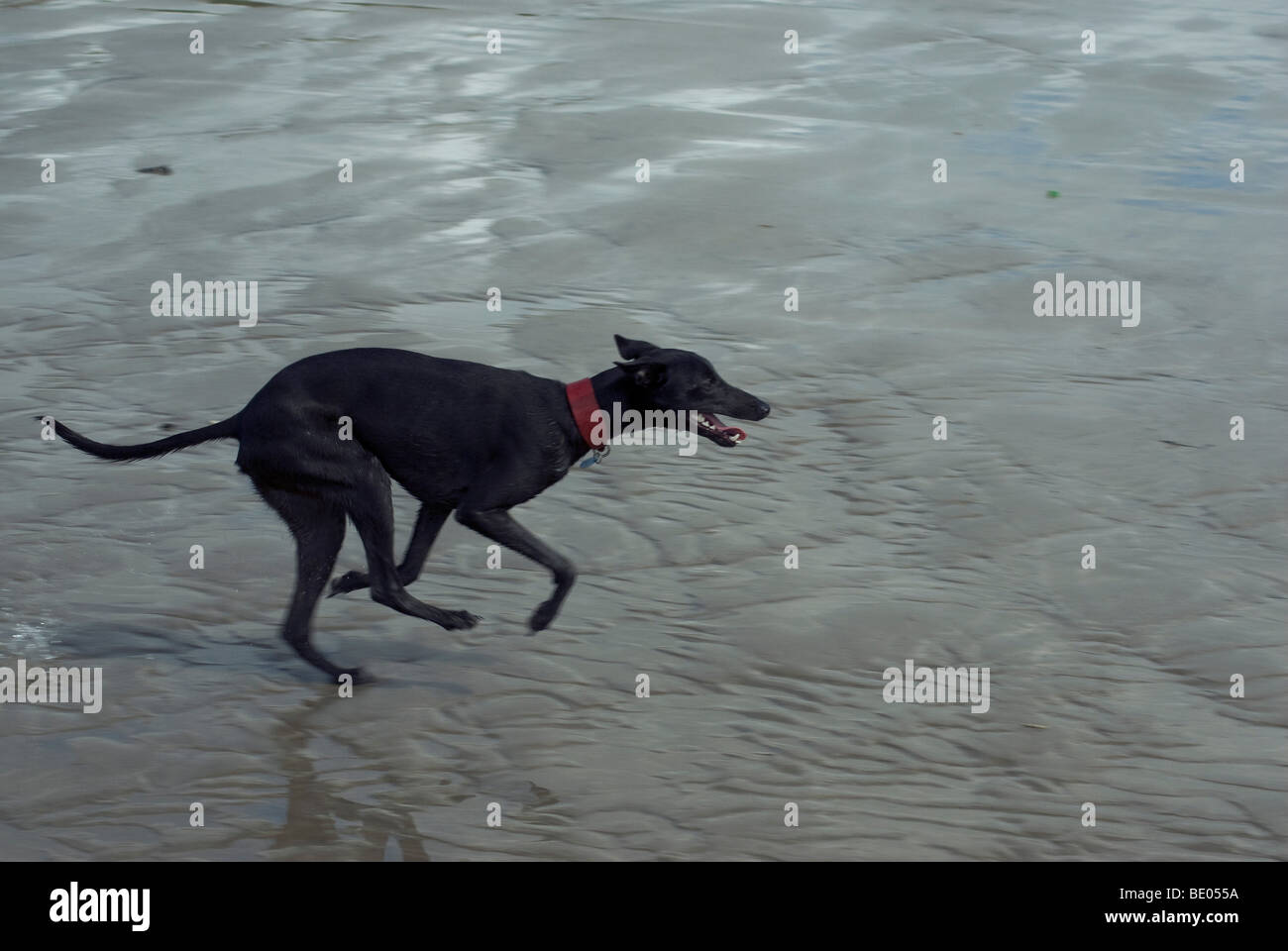 Whippet Hund am Strand Stockfoto