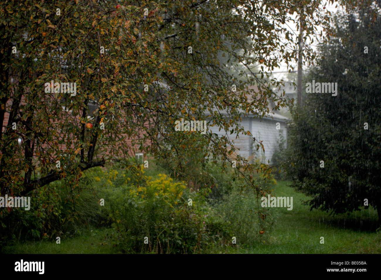 Sintflutartiger Regen Regen fallen im Hinterhof von Lincoln, Nebraska nach Hause. Stockfoto