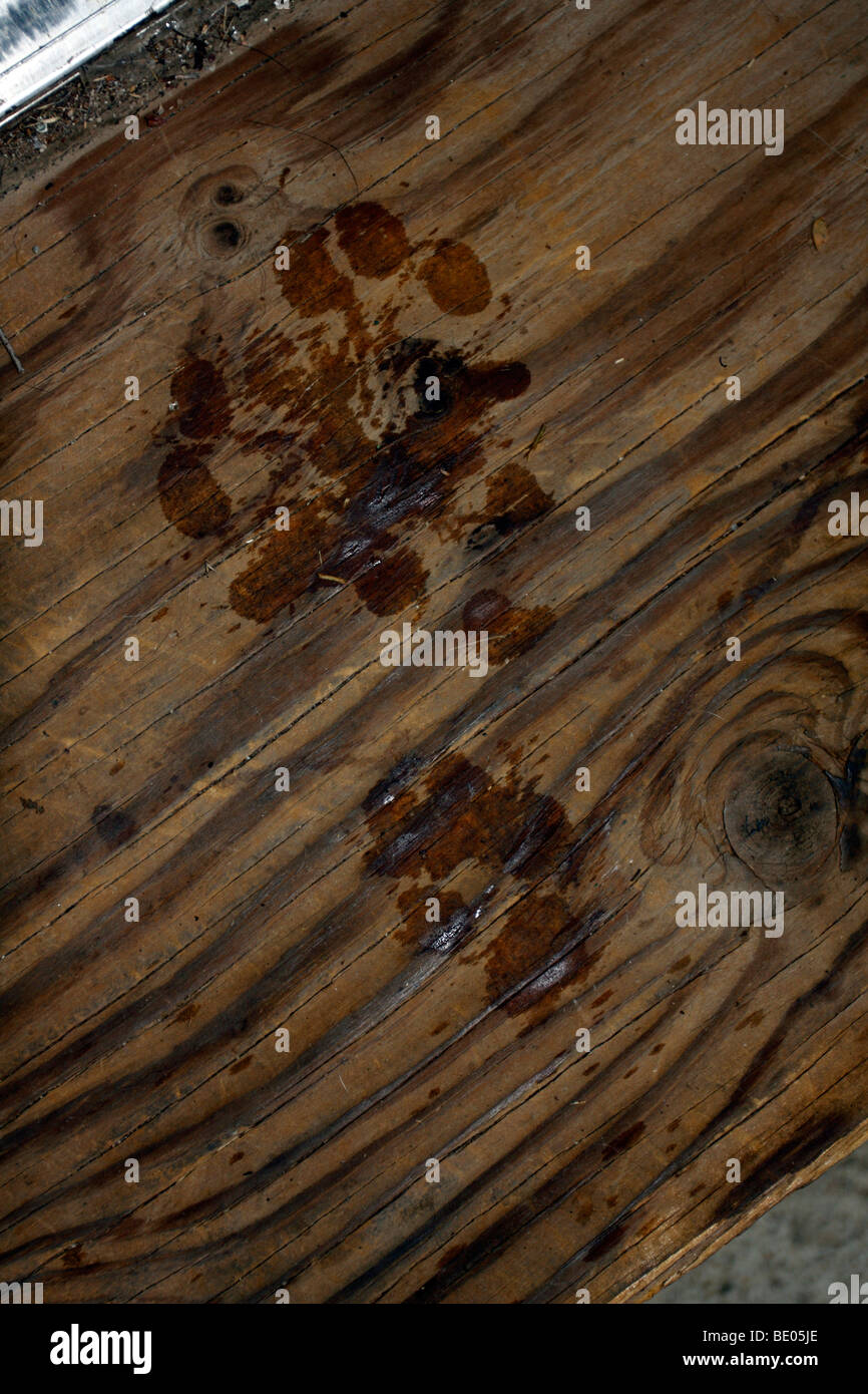 PawPrints auf Sperrholz Oberfläche mit Holzmaserung. Stockfoto