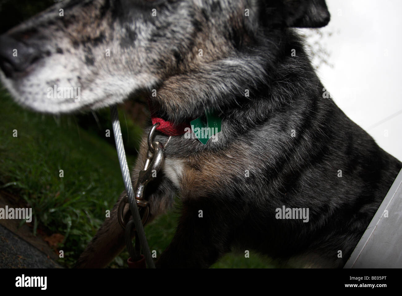 Nahaufnahme von Hundehalsband von Australian Shepherd Hund getragen. Stockfoto