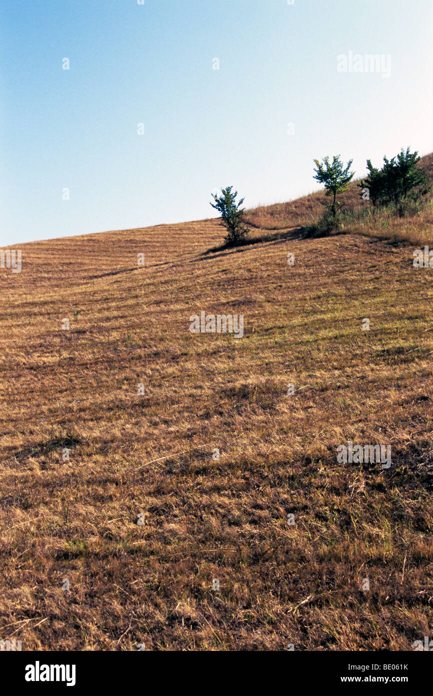 Wiese und Pflanzen mit blauen Himmel im Hintergrund Stockfoto