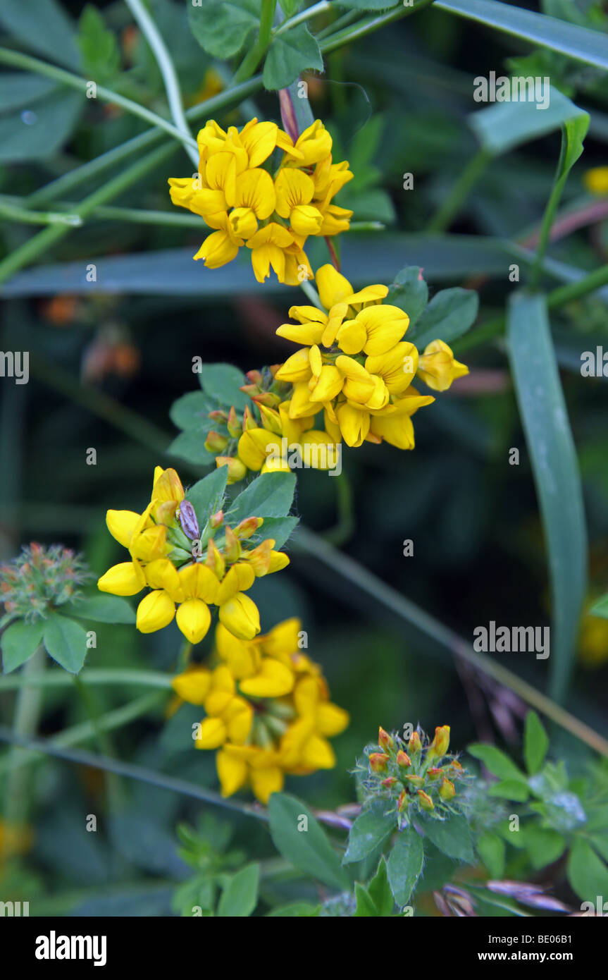 Niere Wicke, Anthyllis Vulneraria, native UK Wildblumen Stockfoto