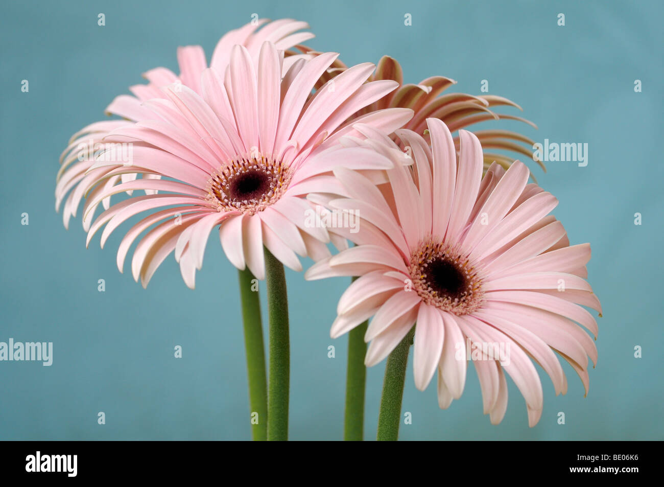 Gerbera Blüten Stockfoto