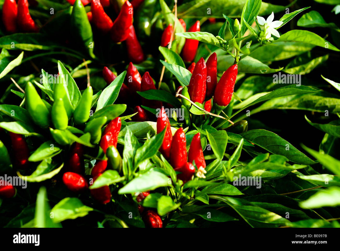 Rote Chilis im Garten, Ravello, Amalfiküste, Italien Stockfoto