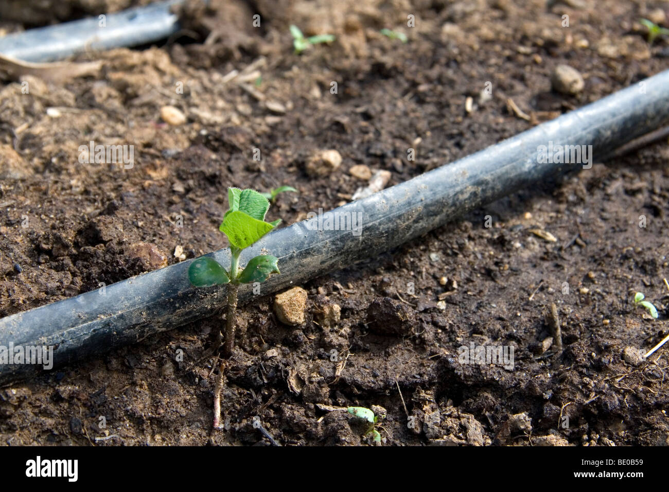 Tropfbewässerung und eine neu gekeimte Pflanze in einem Wohn Garten, Boise, Idaho, USA. Stockfoto