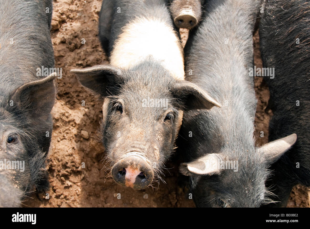 Cinta Sinese Schweine in der Provinz Siena Stockfoto