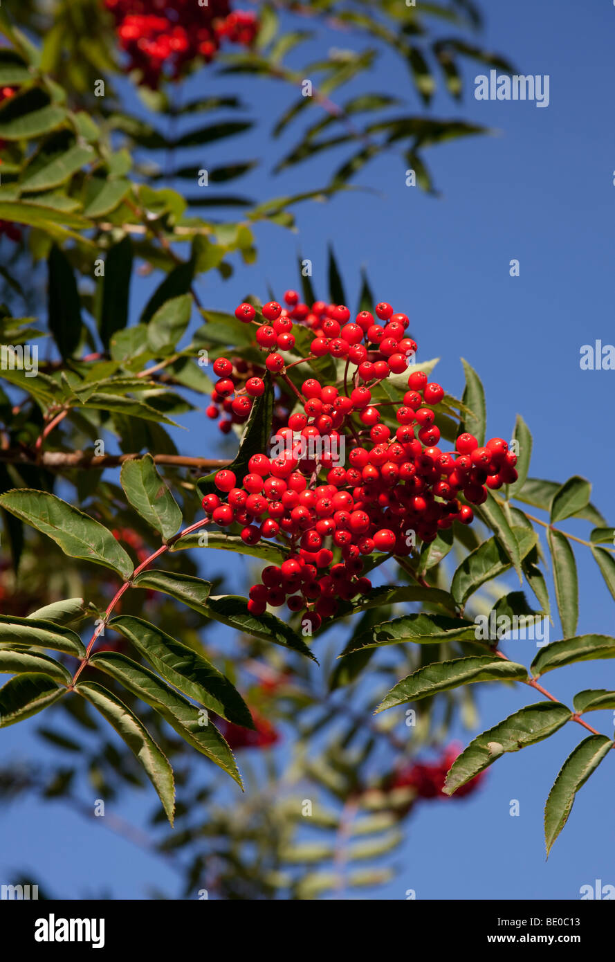 Reichlich Vogelbeeren mit blauen Himmelshintergrund, Edinburgh, Scotland, UK, Europa Stockfoto