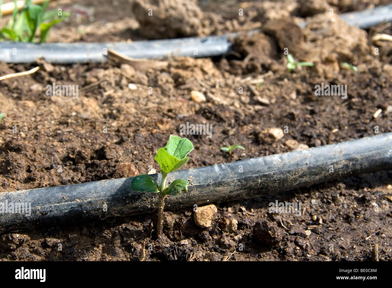 Tropfbewässerung und eine neu gekeimte Pflanze in einem Wohn Garten, Boise, Idaho, USA. Stockfoto