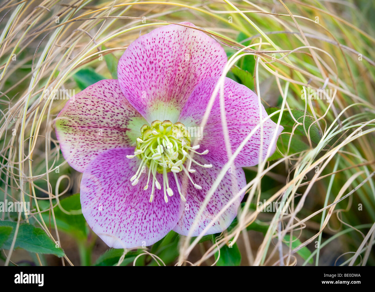 Nieswurz Blume Stockfotos Und Bilder Kaufen Alamy