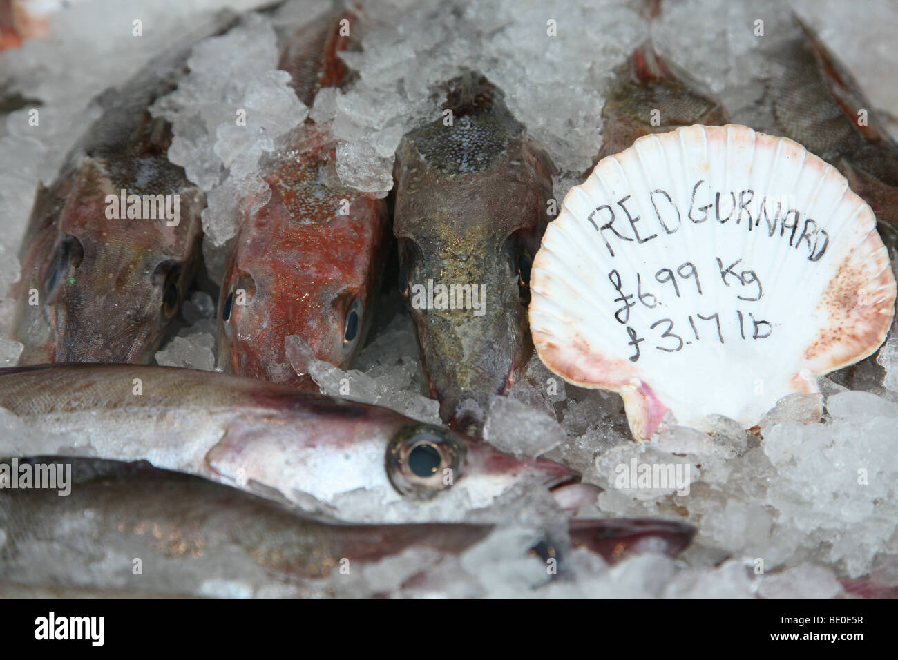 Roter Knurrhahn Fisch zum Verkauf in einem Fischhändler Stockfoto