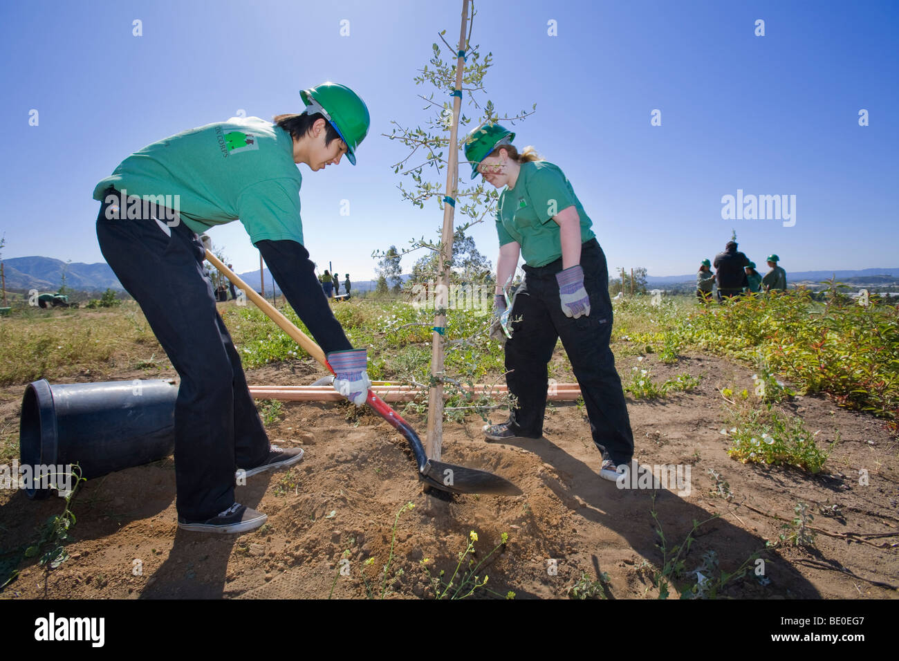 Freiwillige helfen bei Baumpflanzungen Stetson Ranch Park in Sylmar nach den verheerenden Lauffeuer 2008 wieder aufzuforsten. California Stockfoto