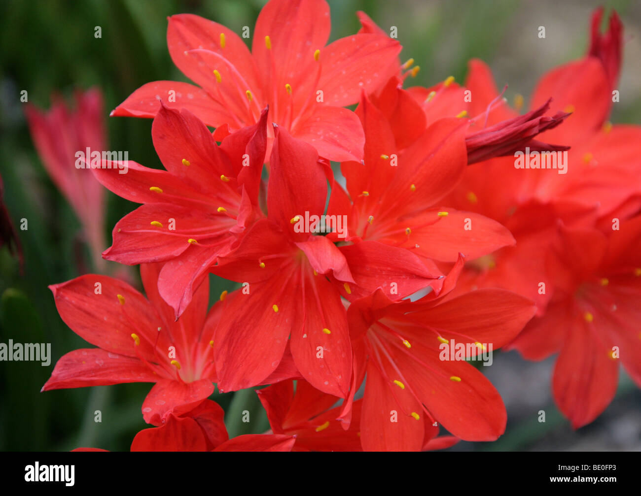 Scarborough Lilie, Feuer-Lilie oder George Lily, Cyrtanthus Elatus, Amaryllisgewächse, Südafrika. Zuvor Vallota Speciosa. Stockfoto