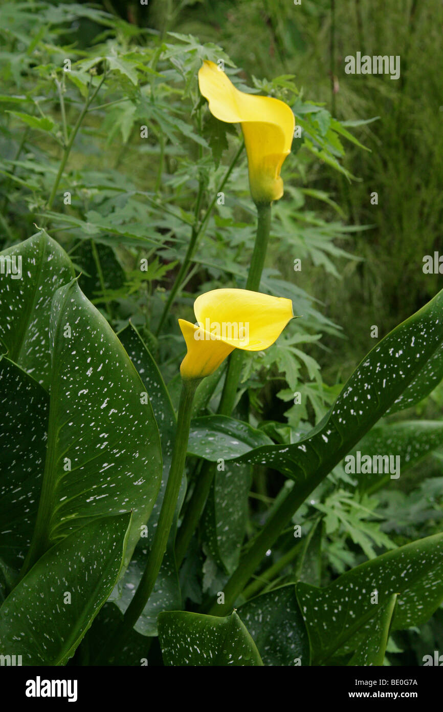 Gelbe oder goldene Arumlilie, Zantedeschia elliottiana, Araceen. Aka Calla Lily. Mpumalanga, Südafrika Stockfoto
