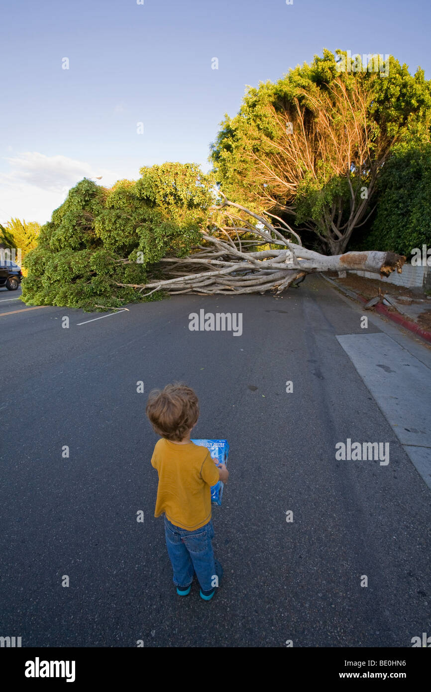 Kleiner Junge Blick auf umgestürzten Baum blockiert Straße, Bundy Blvd, Los Angeles, Kalifornien, USA (MR) Stockfoto