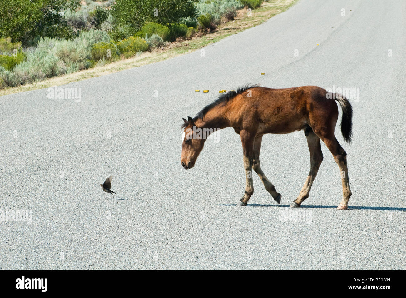 kostenlose Roaming-Mustang Fohlen jagt einen Vogel im wilden Pferd Pryor Gebirgszug in Wyoming Stockfoto