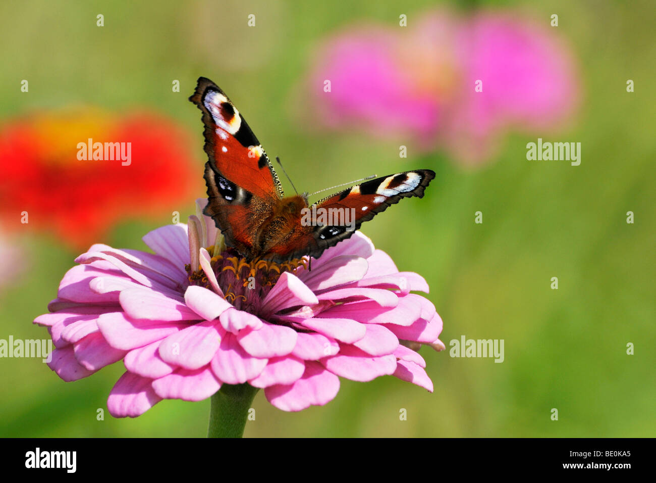 Europäische Pfau (Inachis Io), auf eine Dahlie (Dahlia) Stockfoto