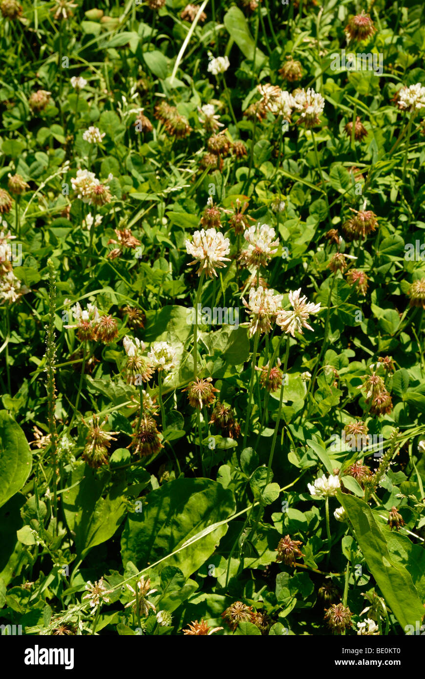 Rasen Klee Im Garten Rasen Stockfoto Bild 25831120 Alamy