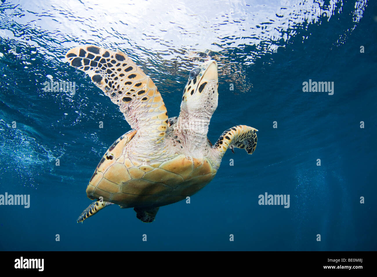 Hawksbill Turtle, Eretmochelys Imbricata, Bonaire, die niederländischen Antillen, Karibik. Stockfoto