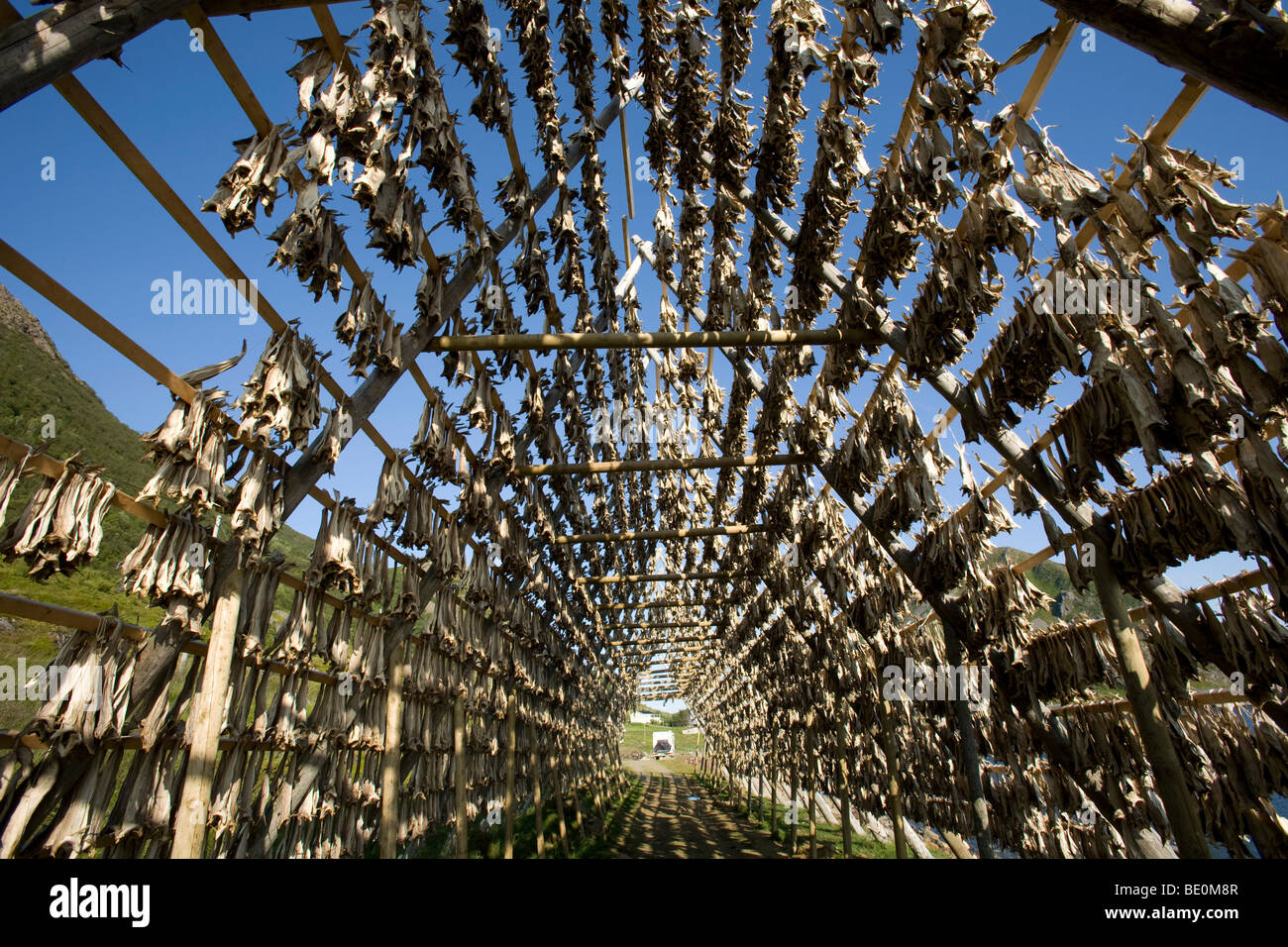 Stockfisch, Stockfisch auf trocknen Frame an Hoeydal, Langoeya Island, Norwegen, Skandinavien, Europa Stockfoto