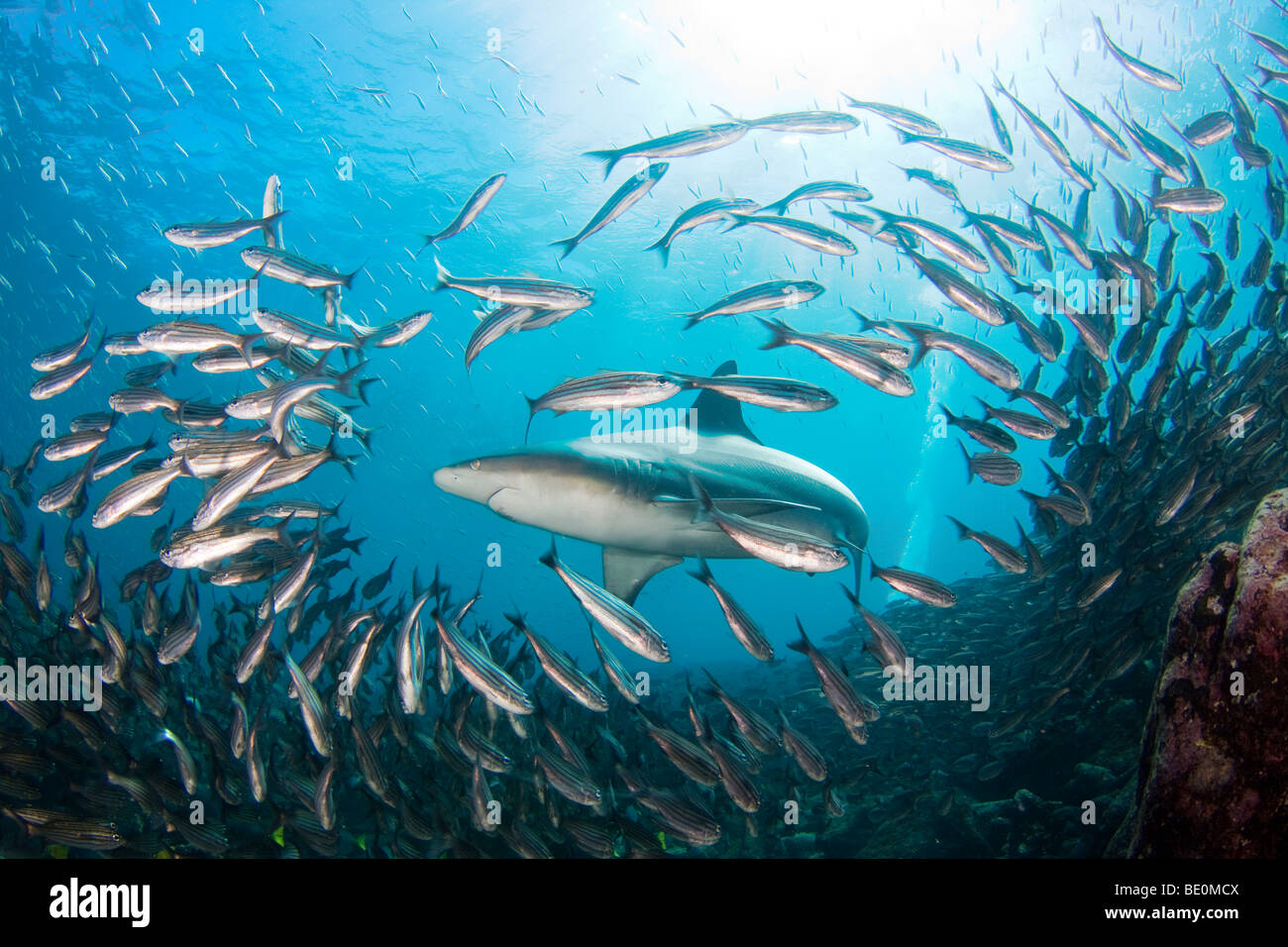 Ein Hai Galapagos, Carcharhinus Galapagensis und eine Schule für schwarze gestreifte Salema, Xenocys Jessiae, Galapagos-Inseln, Ecuador. Stockfoto