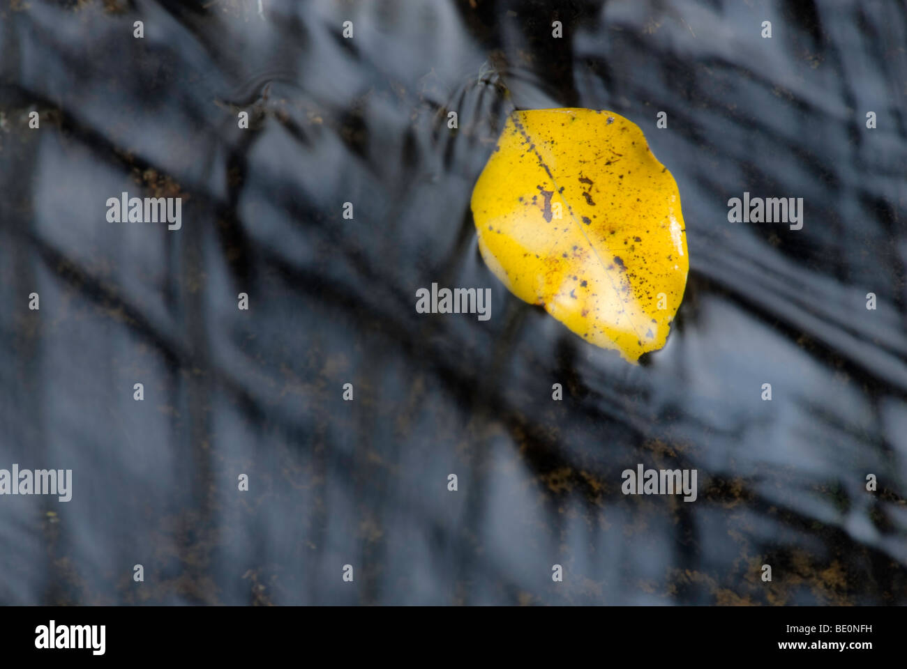 Gelb Blatt im fließenden Wasser gefangen. Ukhahlamba Drakensberg National Park, Südafrika Stockfoto