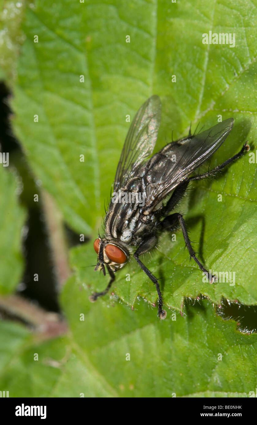 Fleisch-Fly (Sarcophaga Carnaria). Kent, UK, Juli. Stockfoto