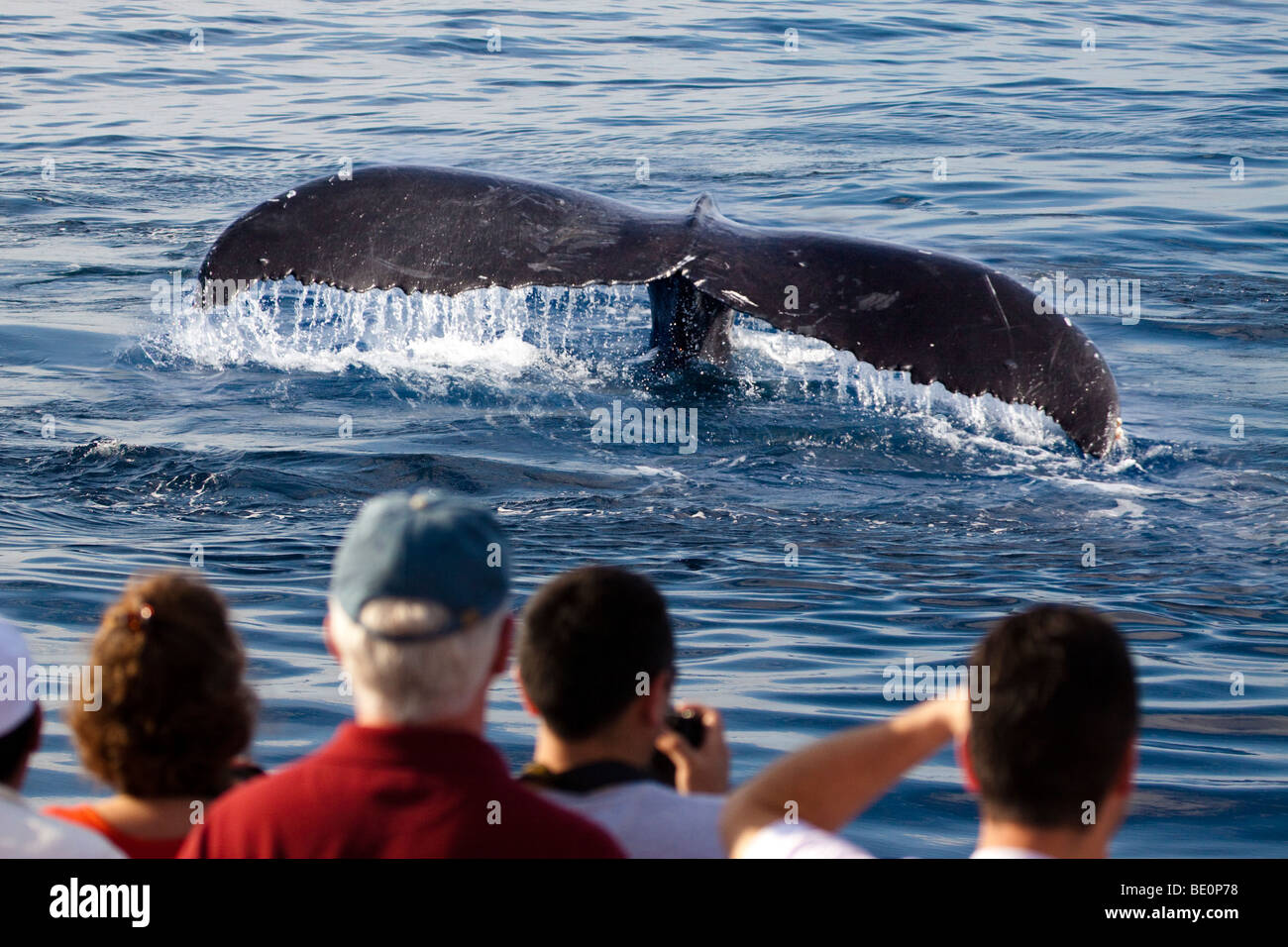 Passagiere (MR) auf eine Whale-watching Boot aus Lahaina, Maui und das Heck ein Buckel-Wal, Impressionen Novaeangliae, Hawaii. Stockfoto