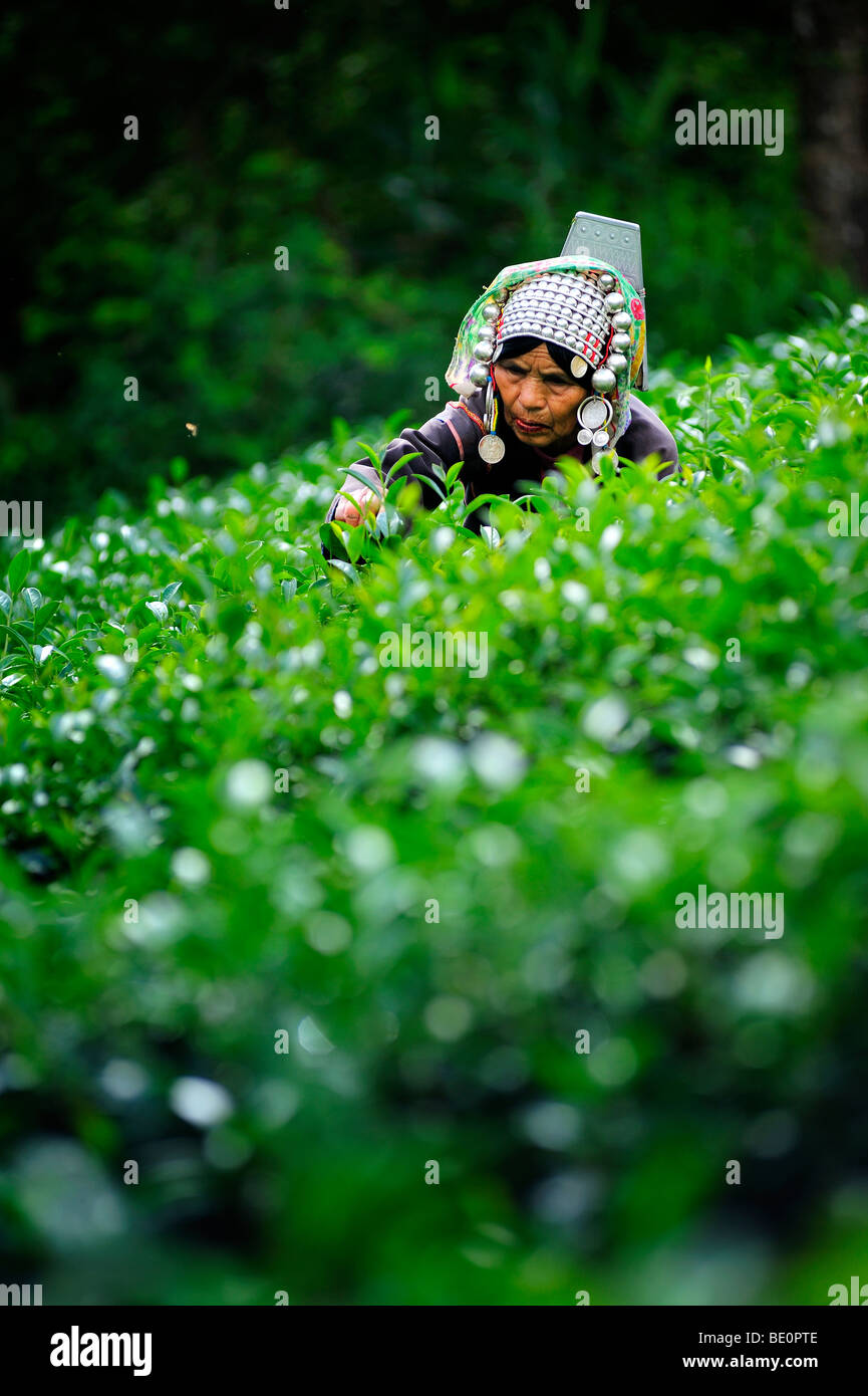 Hill Tribe Frau pflückt Tee am Morgen. Doi Mae Salong, Chiangrai Stockfoto