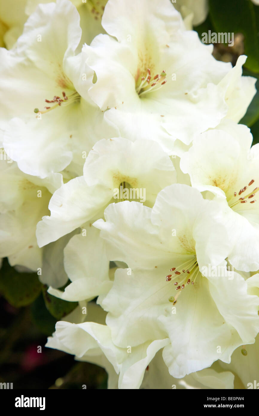 Rhododendron; weiße Blume; Cornwall Stockfoto