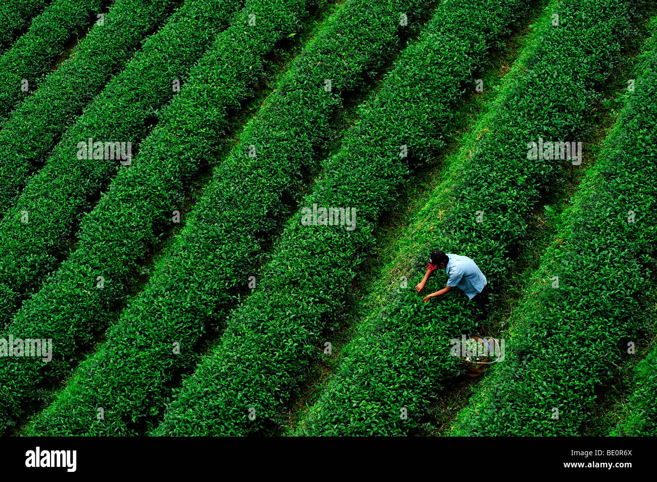 Ein Hügel Stamm Mann pflückt Tee am Morgen. Doi Mae Salong, Chiangrai Stockfoto