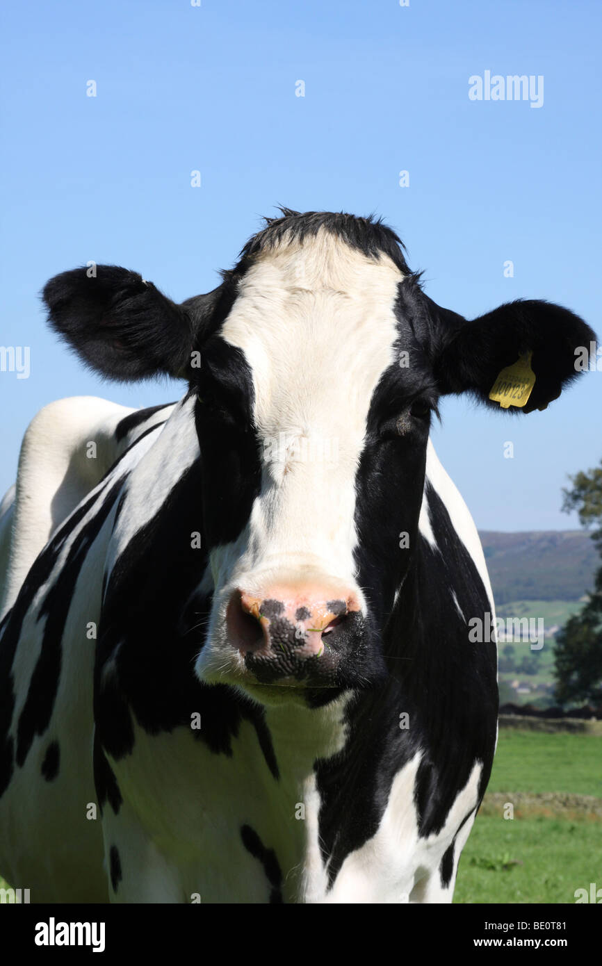 Eine Fresian Kuh auf einem Bauernhof in Derbyshire, England, Vereinigtes Königreich Stockfoto