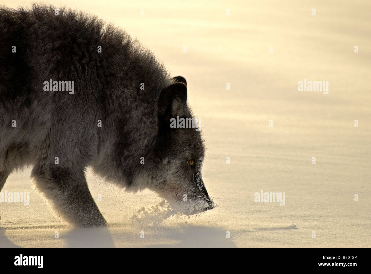 Alberta, Kanada; Graue Wölfin zu Fuß durch den Schnee Stockfoto