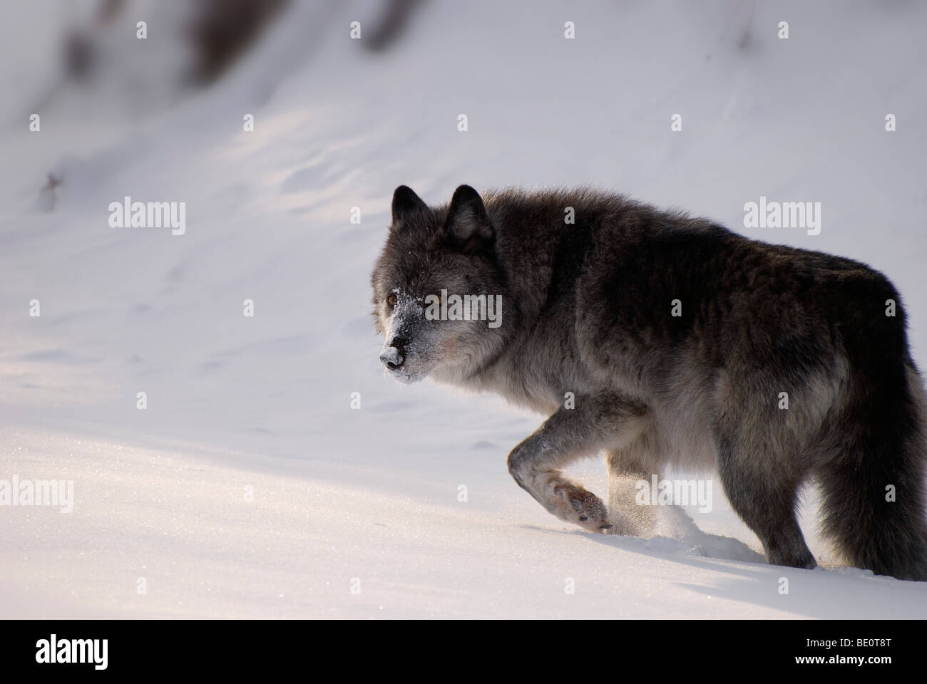 Alberta, Kanada; Graue Wölfin zu Fuß durch den Schnee Stockfoto