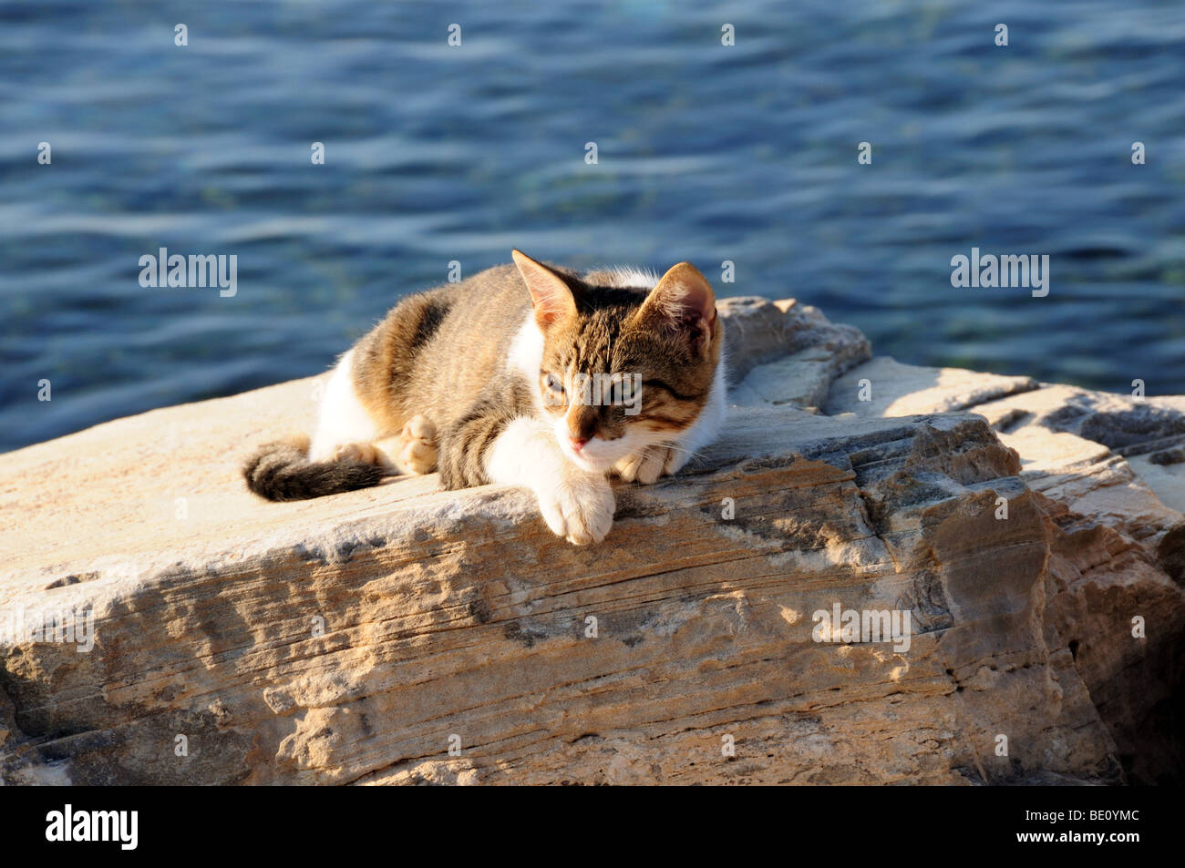 Griechisch-Katze in der Sonne Karistos Stadt Evia Griechenland Stockfoto