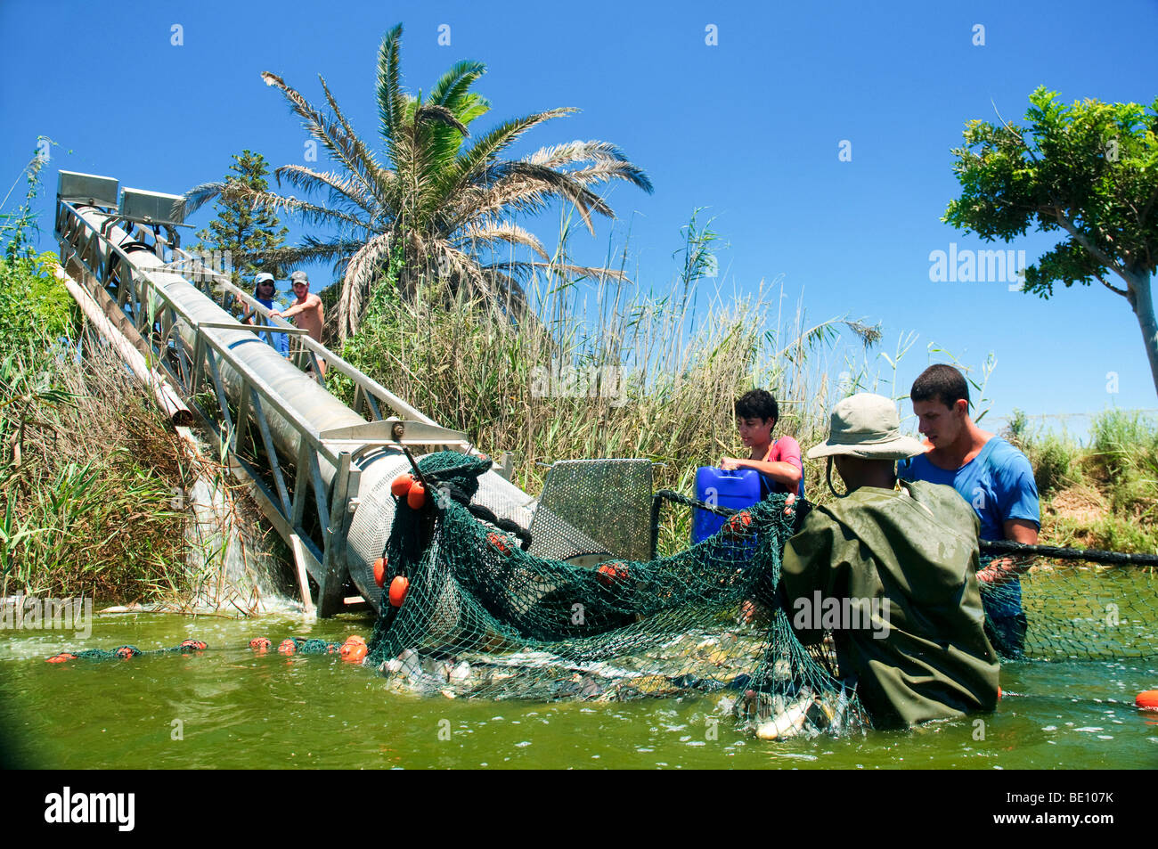 Israel, Coastal Plains, Kibbuz Maagan Michael, Ernte Fisch aus einer intensiven wachsenden pool Stockfoto