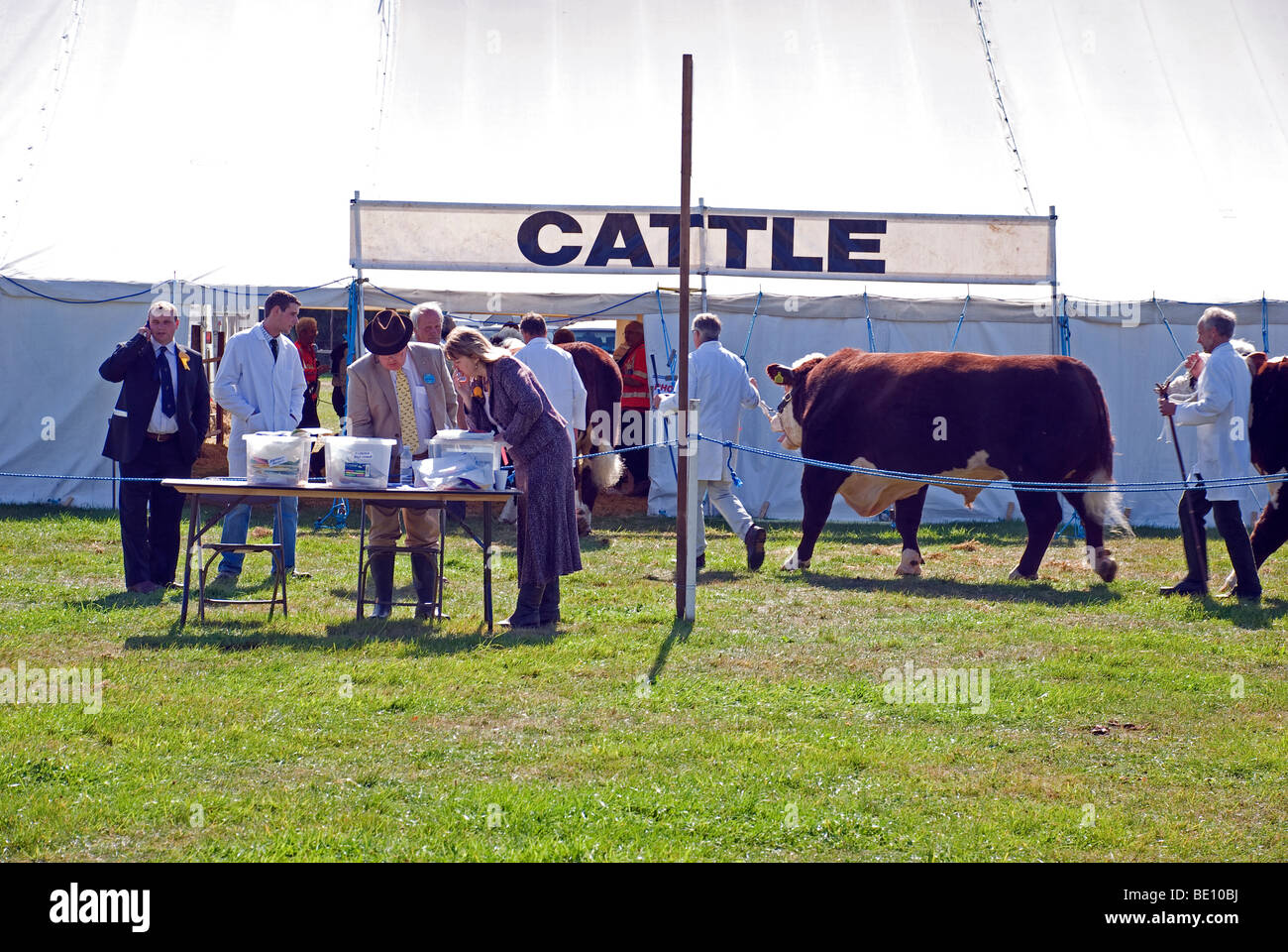 Rinder in Romsey Show zu urteilen Stockfoto