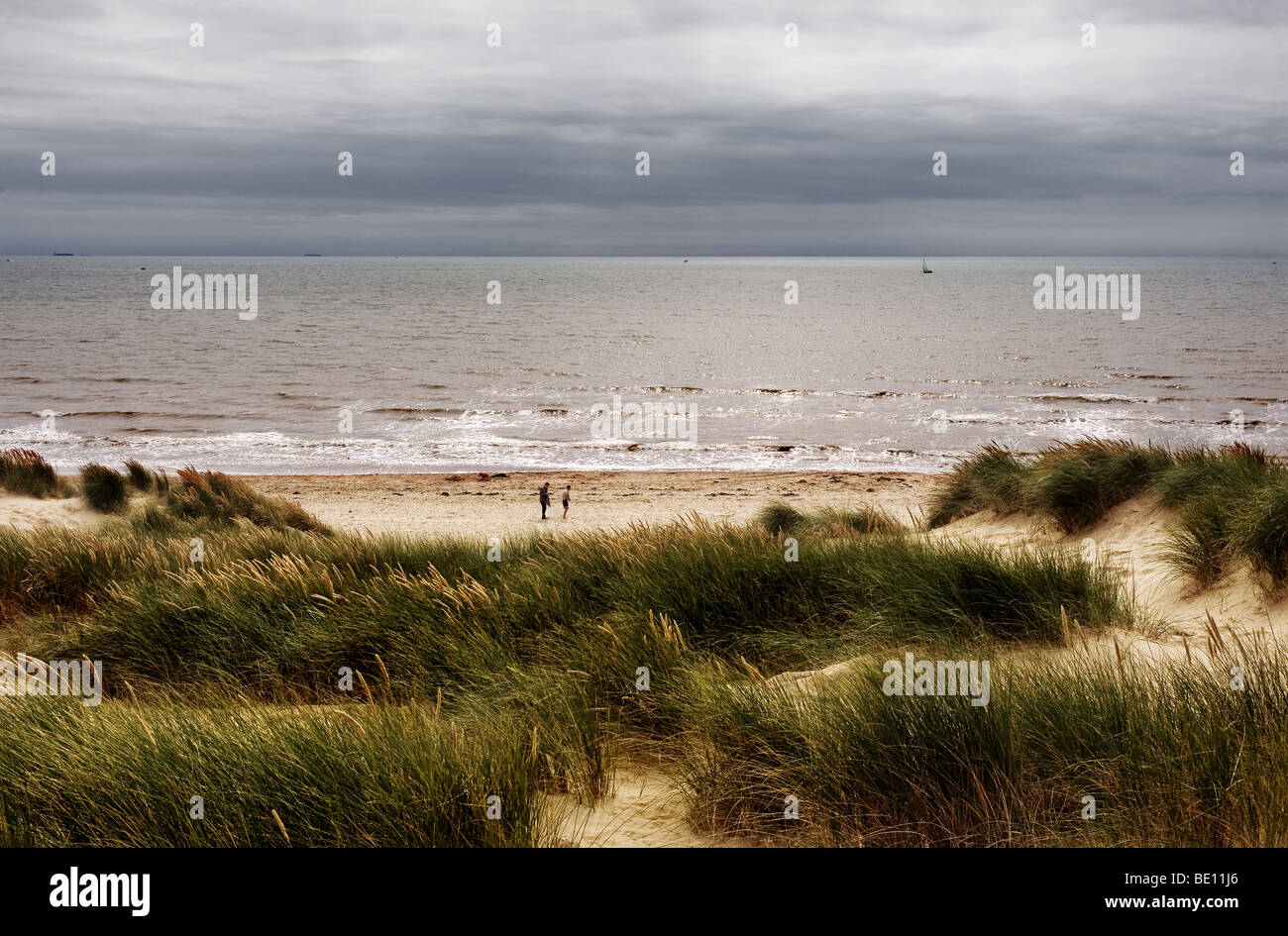 Ammophila marram Gras wächst an den Sanddünen über dem Strand von Camber Sands in East Sussex. Stockfoto