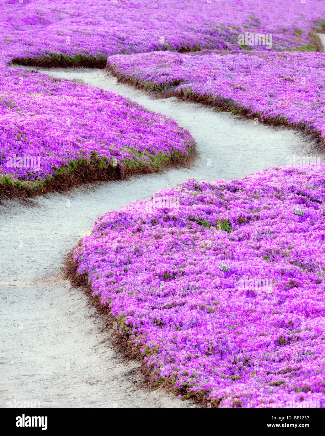 Lila Ice Pflanzenblüten und Trail. Pacific Grove, Kalifornien. Stockfoto