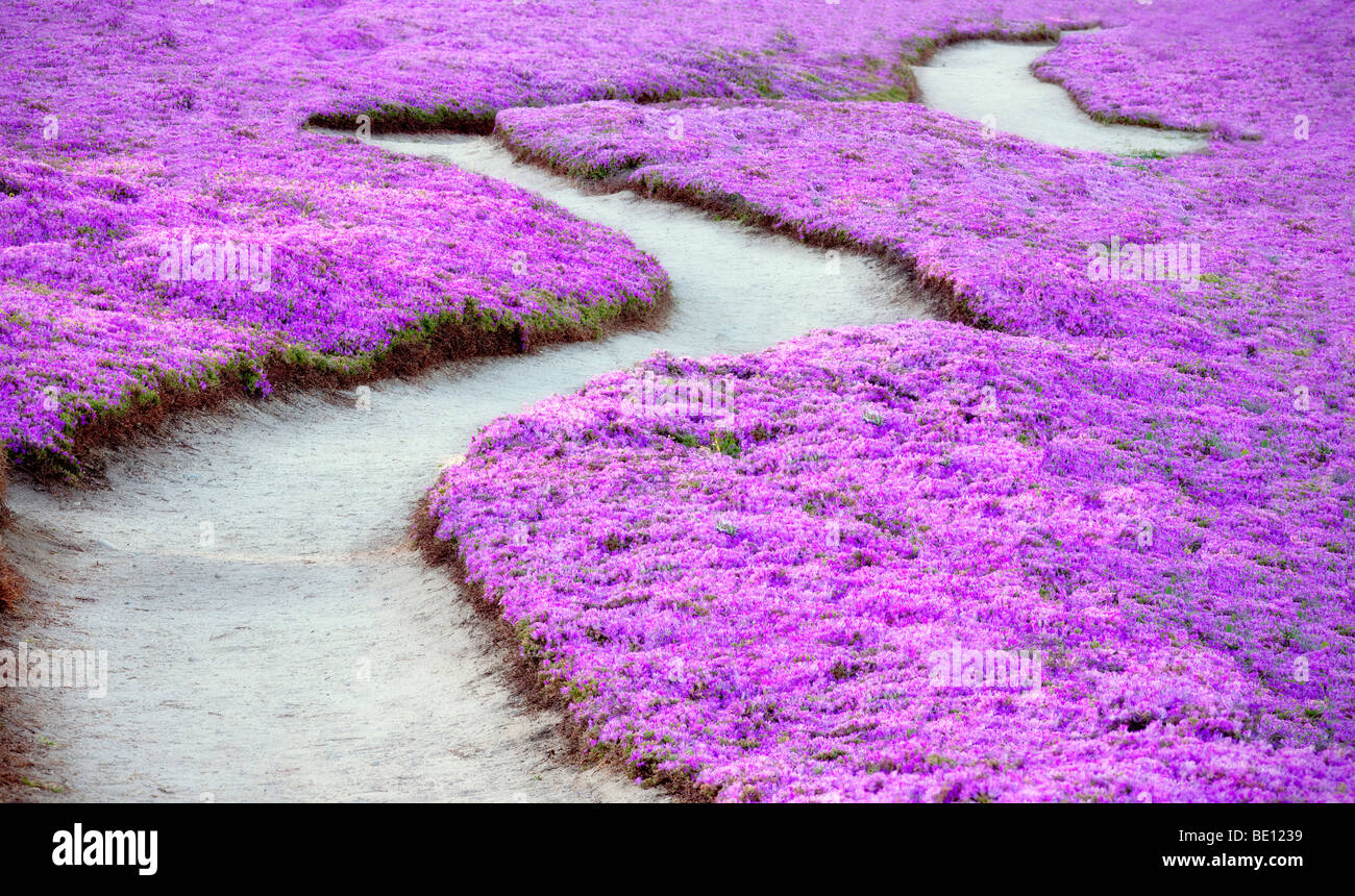 Lila Ice Pflanzenblüten und Trail. Pacific Grove, Kalifornien. Stockfoto