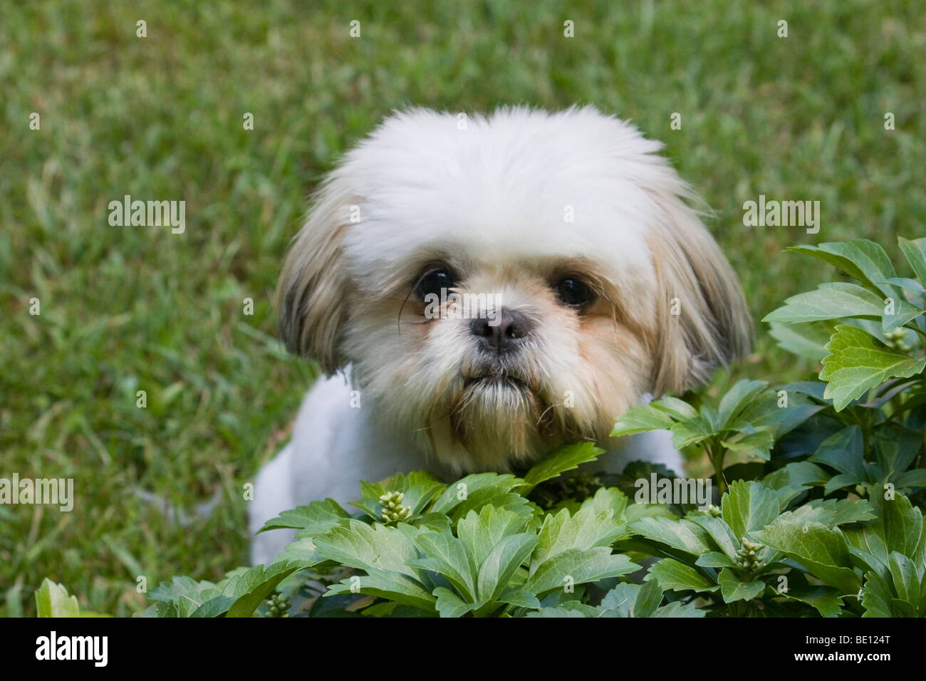 Shi Tsu Hund in Pachysandra Pflanzen Stockfoto