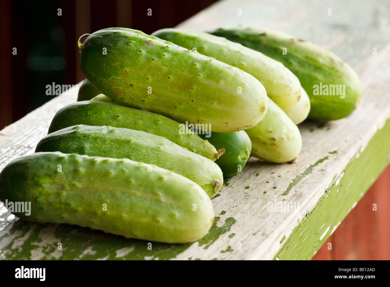 Nur nahm Bio-Gurken Stockfoto