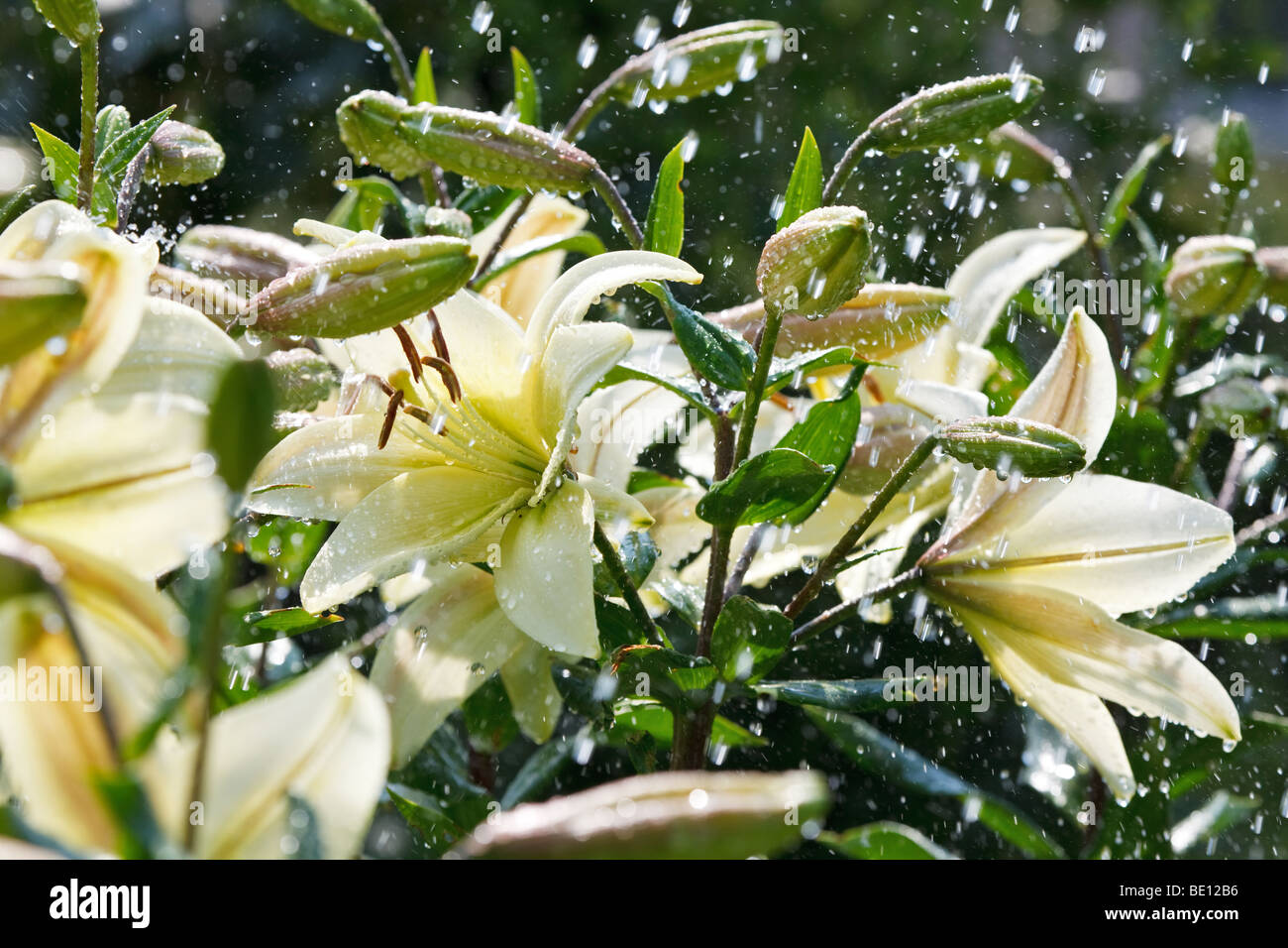 Weiße Lilie in Regen, Regen-Tropfen herumfliegen Stockfoto