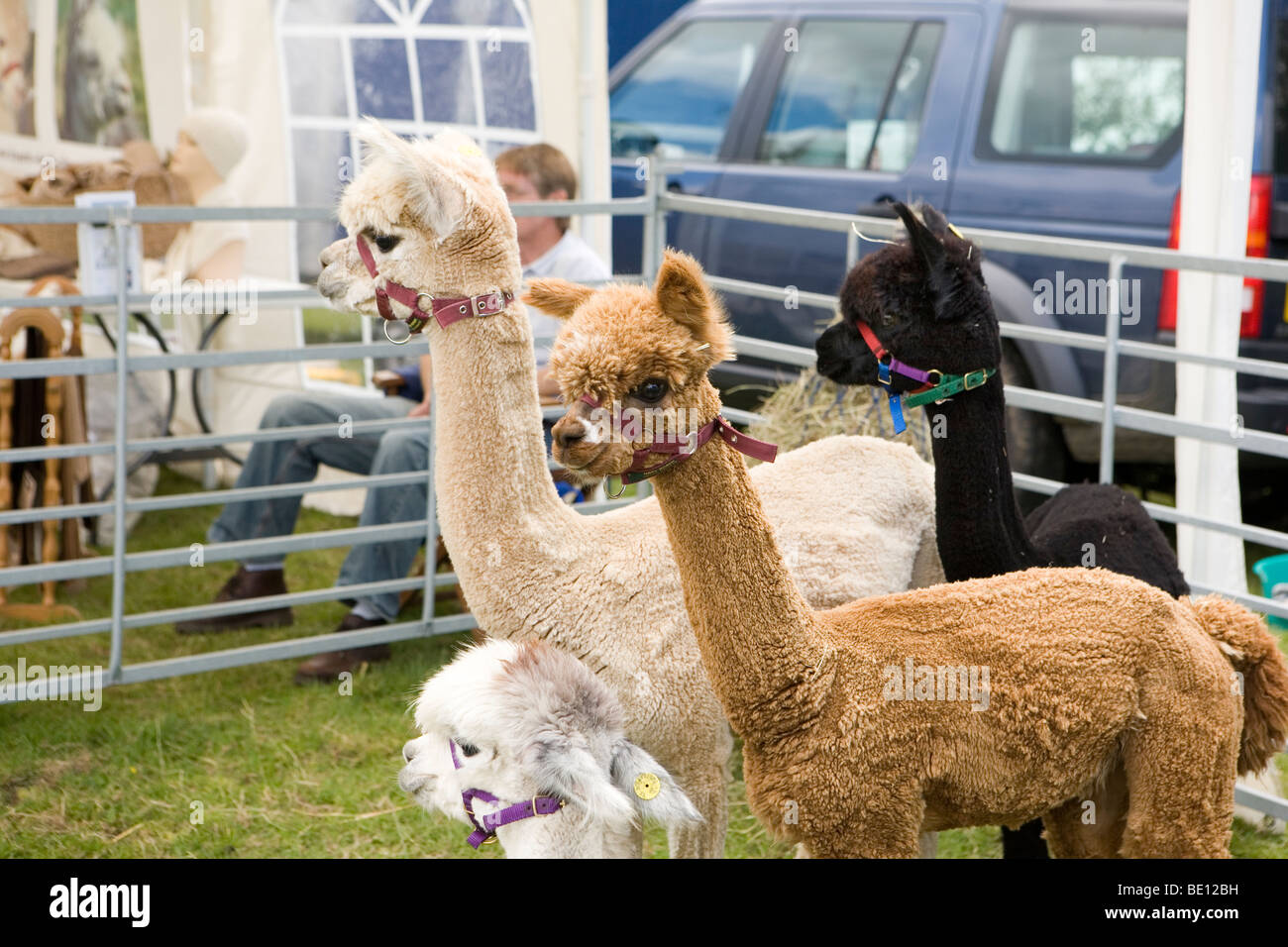 Baby-Alpaka zum Verkauf an Land show Stockfoto