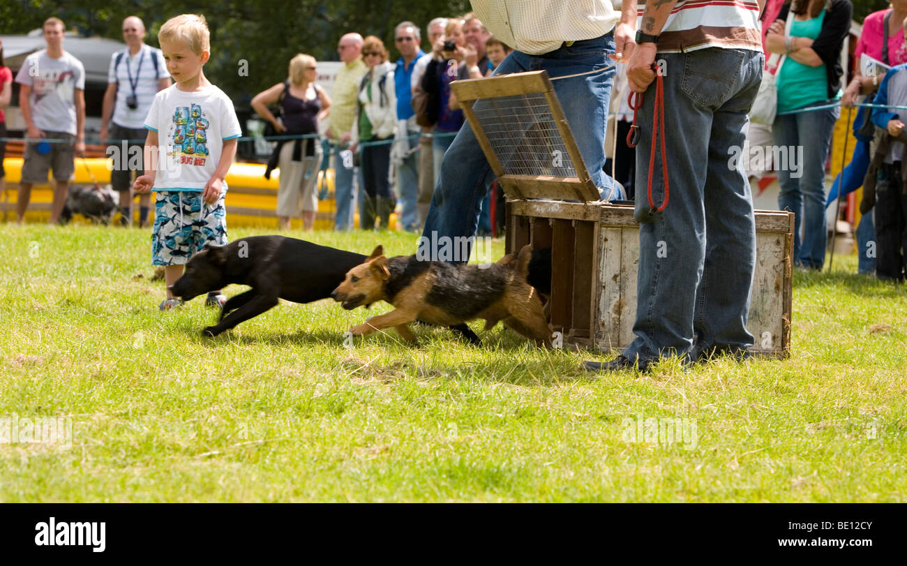 Terrier racing an Coniston Country Fair wo gewöhnliche Haustiere für Spaß Wettbewerb Stockfoto