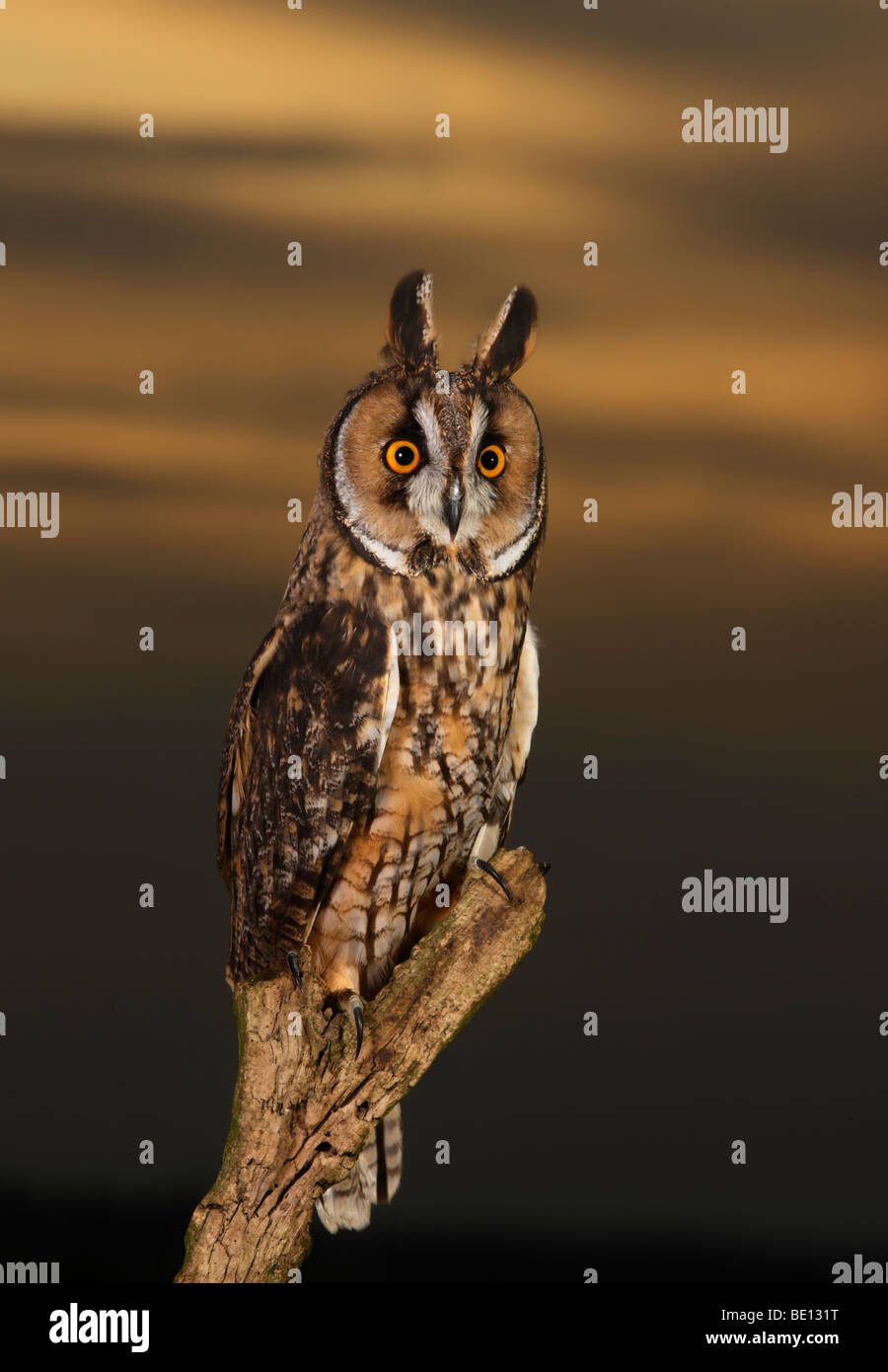 Waldohreule - Asio Otus (Stix Otus) Stockfoto