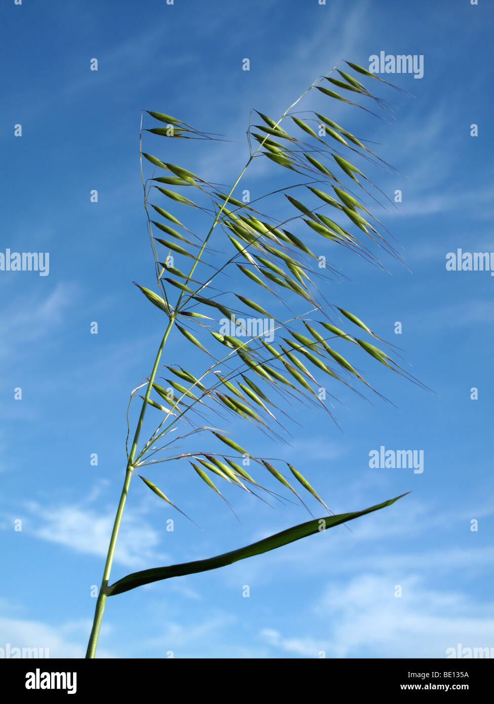 Hafer seedhead Stockfoto